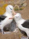 Courtship, greeting behavior. Black-browed Albatross or Mollymawk on Saunders Island. Falkland Is. Art Print